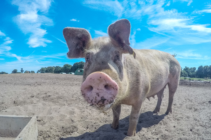 PETA-Approved Label – das Siegel für Produkte ohne Tierleid Ein Schwein steht auf einem offenen Feld unter blauem Himmel mit weißen Wolken.