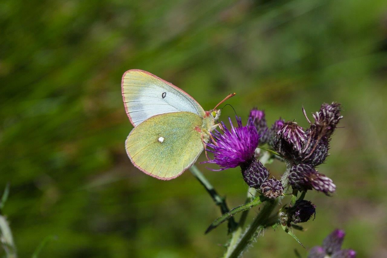 Zitronenfalter auf violetter Distelblüte Ein Zitronenfalter sitzt auf einer violetten Distelblüte im Grünen.