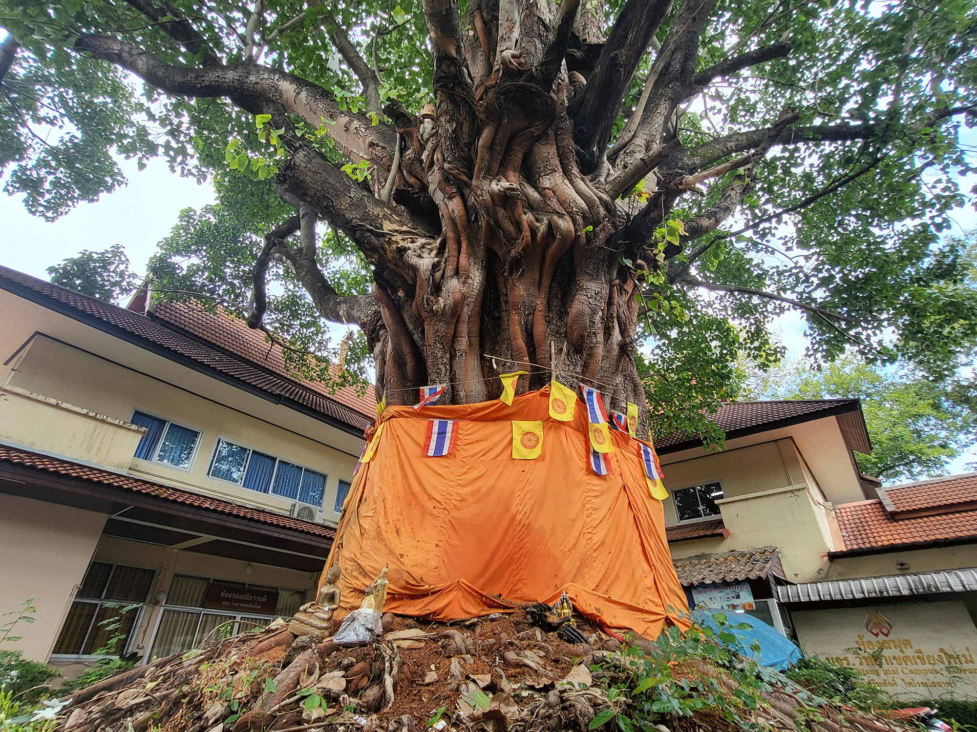 Sustainable travel and living tips from a Buddhist monk and a Thai student Ein großer, alter Baum geschmückt mit orangen Stoffbahnen und religiösen Bannern steht zwischen Gebäuden.