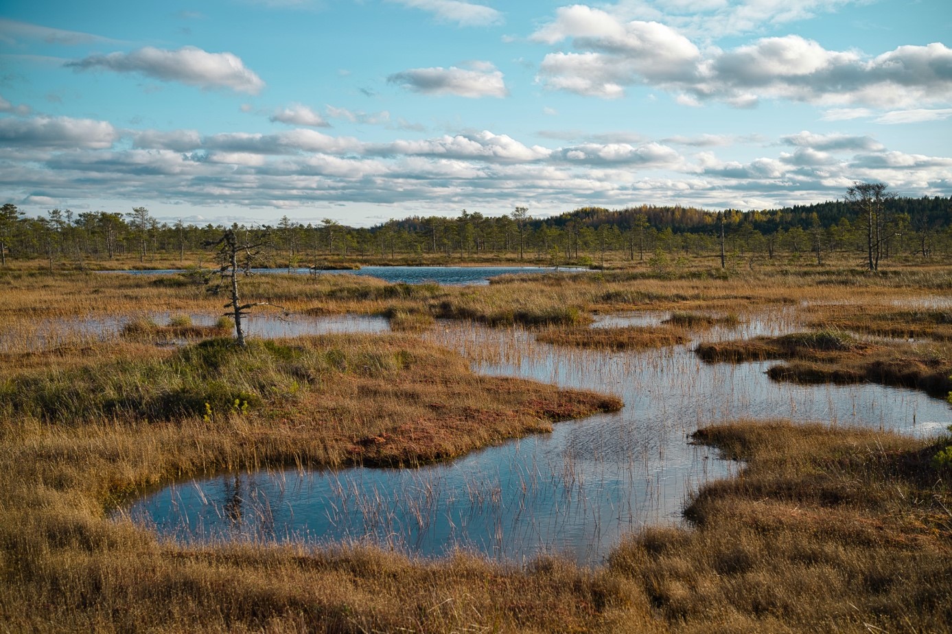 Moor Example Moor is more: Why moors are so important for the climate