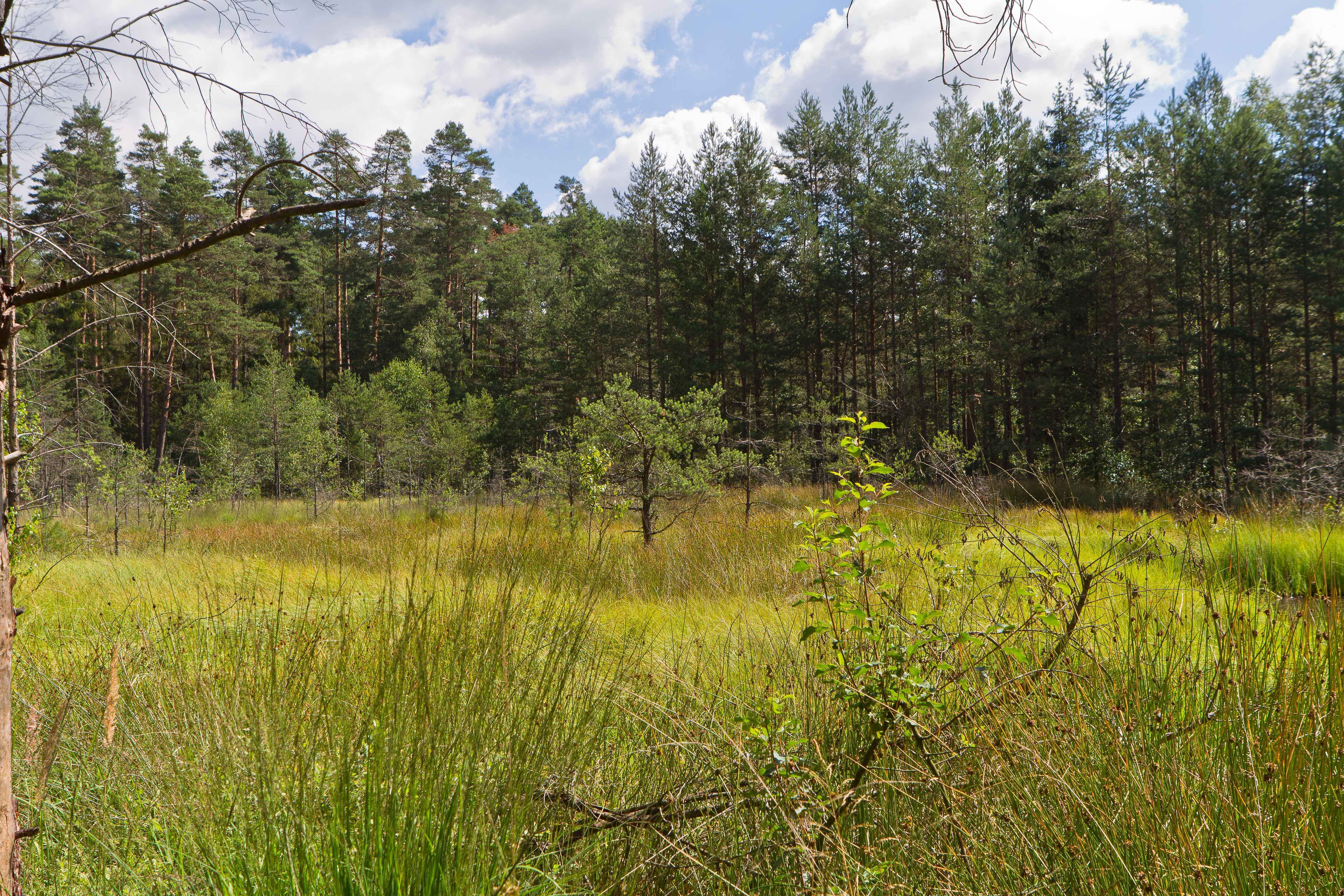 Malerische Waldlichtung im Sommer mit üppigem Grün Eine grüne Waldlichtung im Sommer mit dichtem Gras und hohen Bäumen im Hintergrund unter einem blauen Himmel mit weißen Wolken.